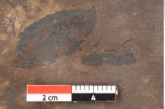 Foto (Detailsansicht) von Quercus palaeoilex Ettingshausen (NHMW-GEO-2024-0188-0822)